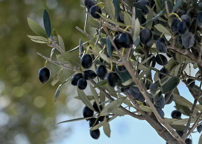 Διαμέρισμα Oliva Naxos Naxos City