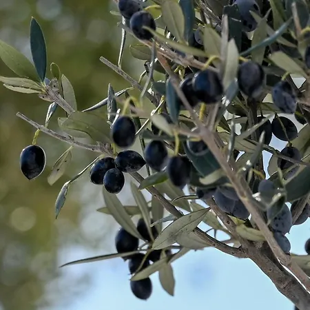 דירה Oliva Naxos Naxos City