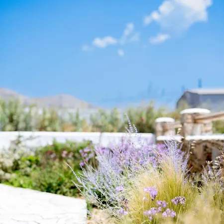 Oliva Naxos *